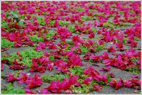 淡水老街：淡水小鎮邂逅櫻花散策
