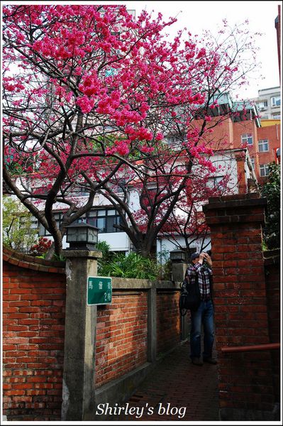 淡水老街：淡水小鎮邂逅櫻花散策