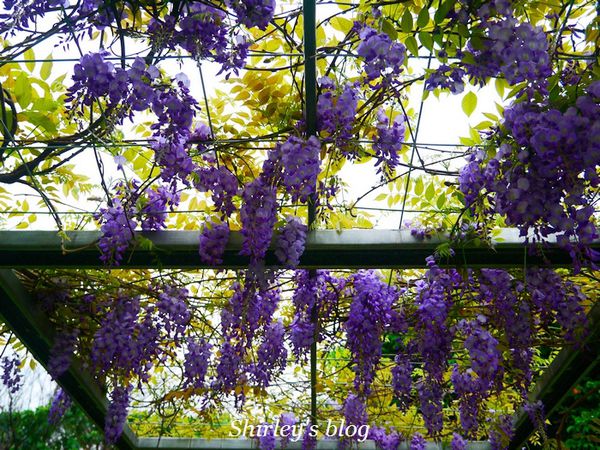 淡水老街:淡水老街邂逅紫藤花