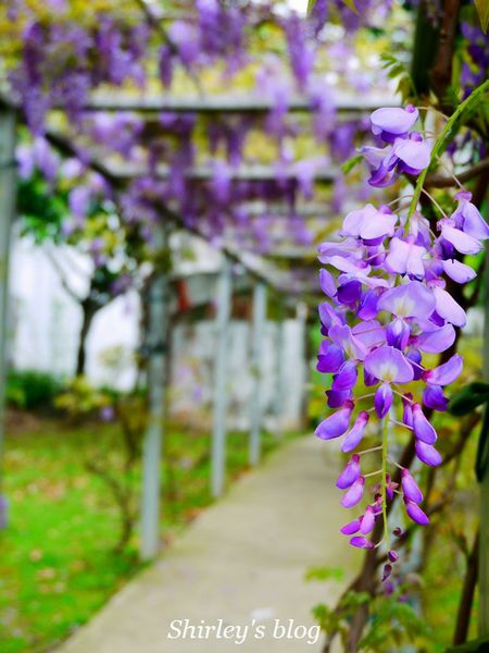 淡水老街:淡水老街邂逅紫藤花