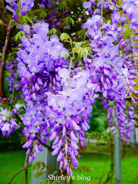 淡水老街:淡水老街邂逅紫藤花