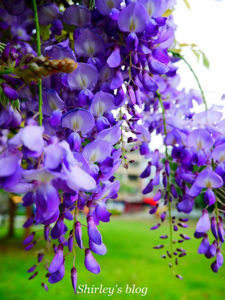 淡水老街:淡水老街邂逅紫藤花