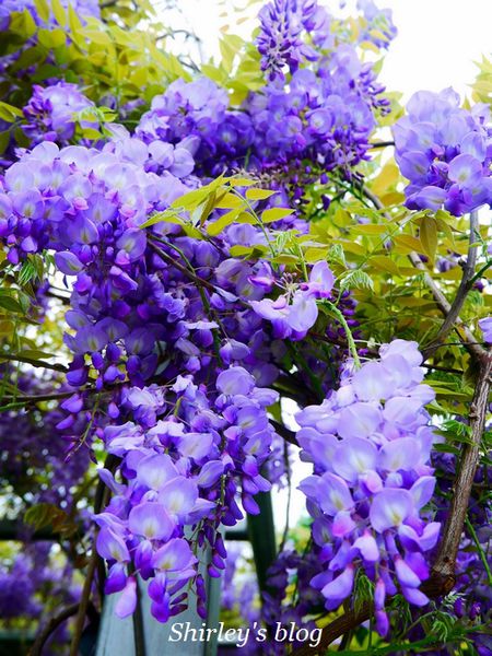 淡水老街:淡水老街邂逅紫藤花