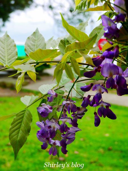 淡水老街:淡水老街邂逅紫藤花