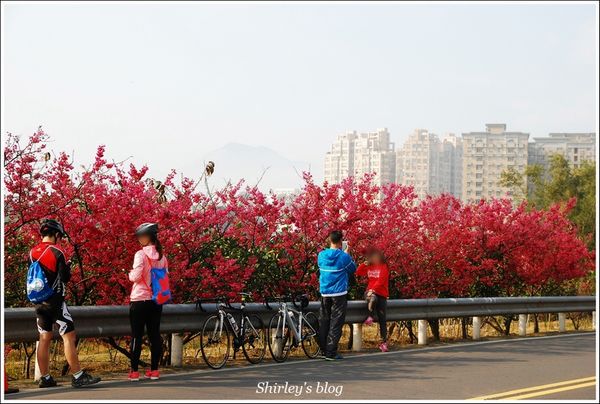 淡水老街：淡水小鎮邂逅櫻花散策