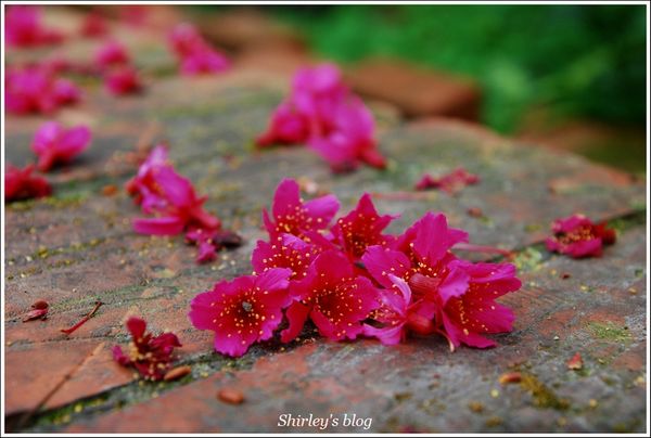 淡水老街：淡水小鎮邂逅櫻花散策