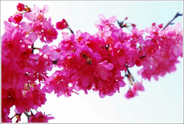 淡水老街：淡水小鎮邂逅櫻花散策