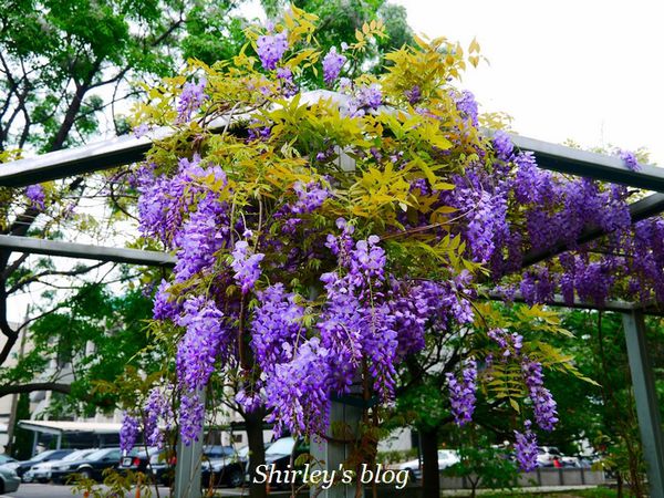 淡水老街:淡水老街邂逅紫藤花