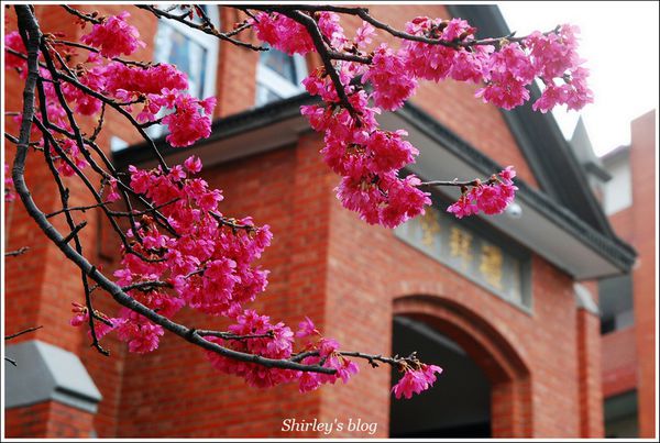 淡水老街：淡水小鎮邂逅櫻花散策