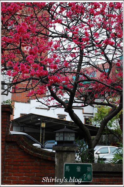 淡水老街：淡水小鎮邂逅櫻花散策