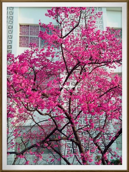 淡水老街：淡水小鎮邂逅櫻花散策