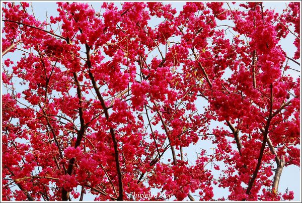 淡水老街：淡水小鎮邂逅櫻花散策