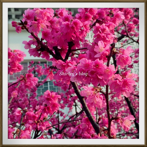 淡水老街：淡水小鎮邂逅櫻花散策