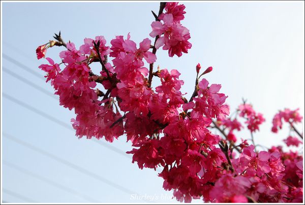 淡水老街：淡水小鎮邂逅櫻花散策