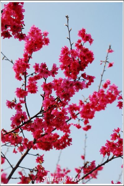 淡水老街：淡水小鎮邂逅櫻花散策