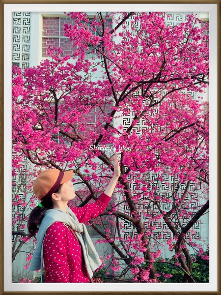 淡水老街：淡水小鎮邂逅櫻花散策