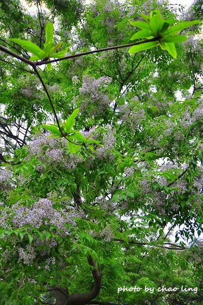 淡水老街-9.JPG - 2016春暖花開