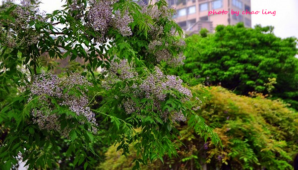 淡水老街-13.JPG - 2016春暖花開