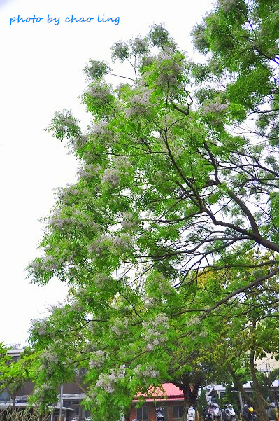 淡水老街-10.JPG - 2016春暖花開