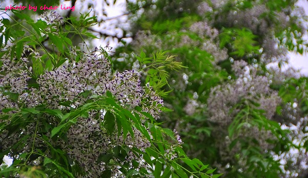 淡水老街-14.JPG - 2016春暖花開