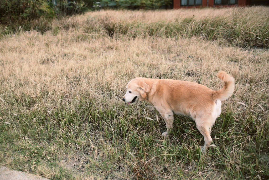 那淺水灣的踏浪探險隊
