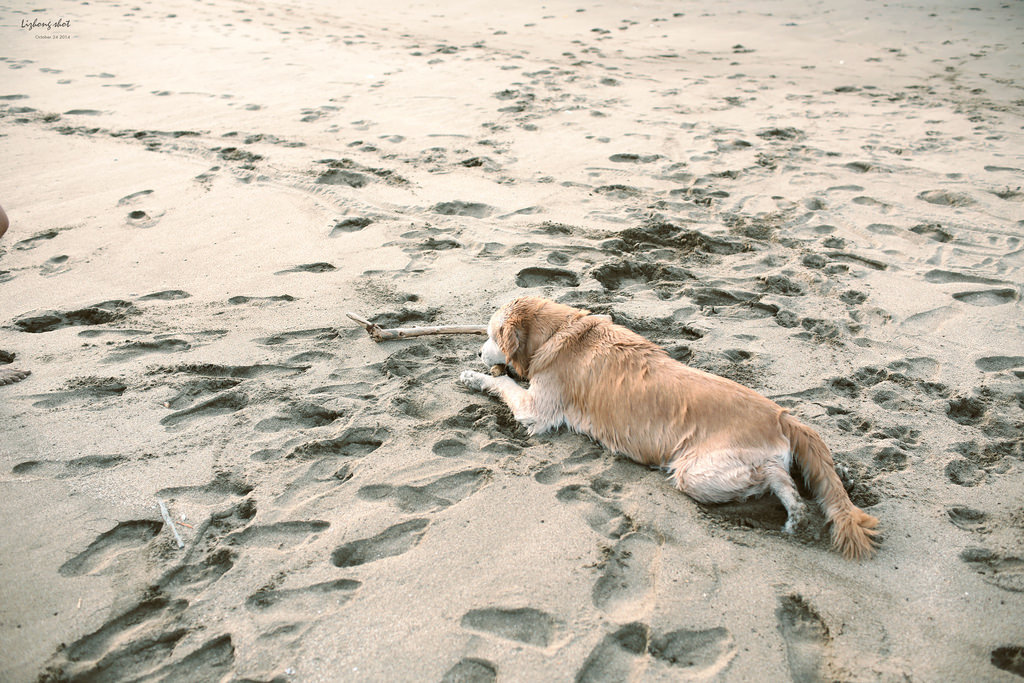 那淺水灣的踏浪探險隊