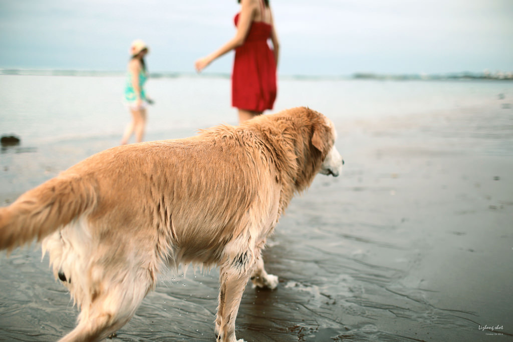 那淺水灣的踏浪探險隊