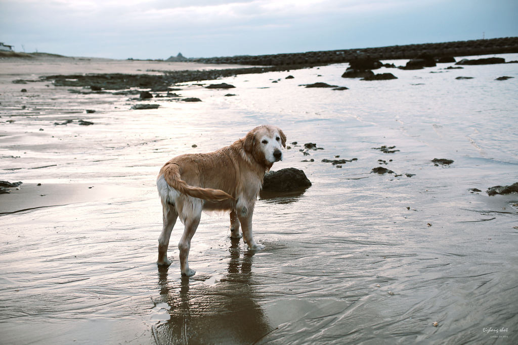 那淺水灣的踏浪探險隊