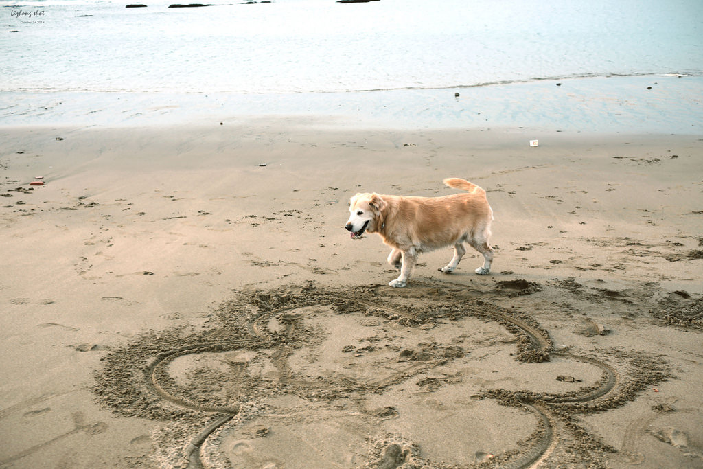 那淺水灣的踏浪探險隊