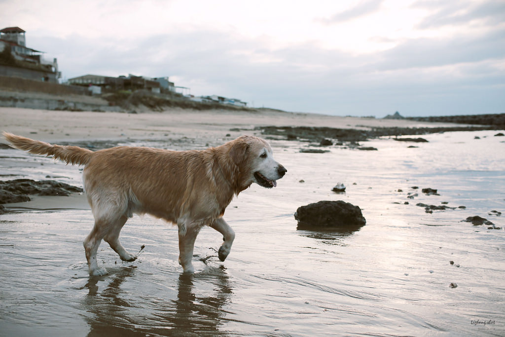 那淺水灣的踏浪探險隊