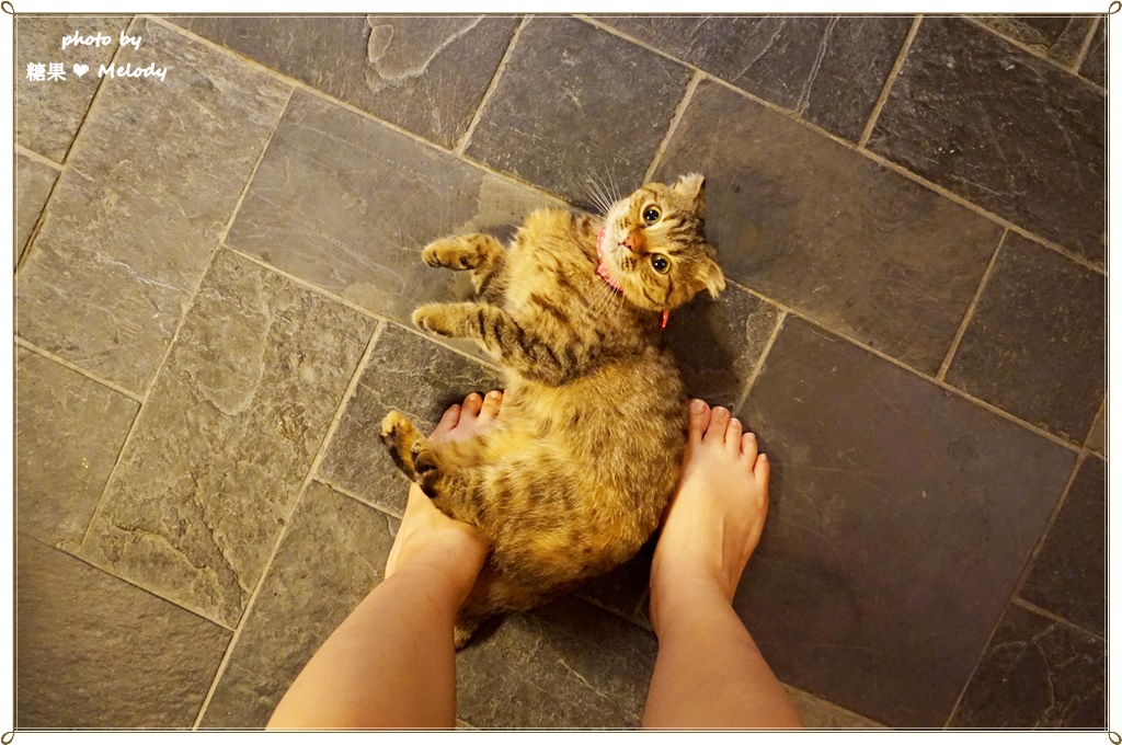 清境普羅旺斯玫瑰莊園 (21).JPG