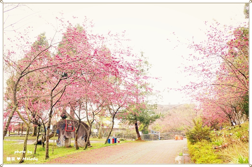 清境普羅旺斯玫瑰莊園 (40).JPG