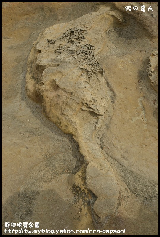 野柳地質公園_DSC3805