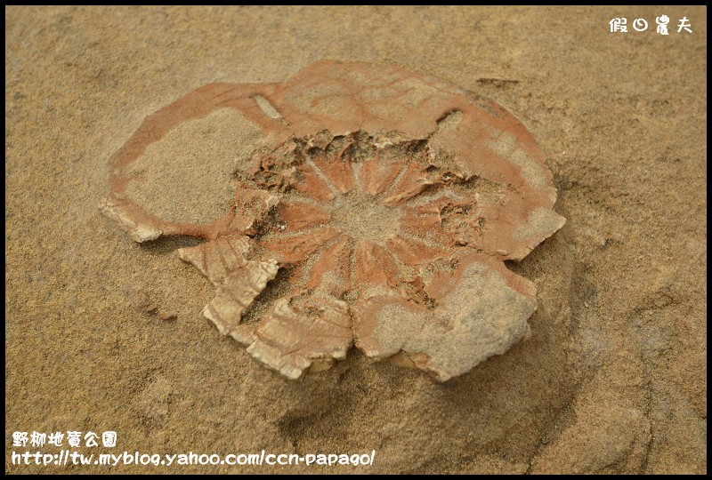 野柳地質公園_DSC3821