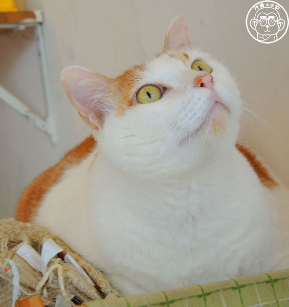 咖啡實驗室：呷飽祙【台北中正･咖啡實驗室Coffee lab】有萌貓駐店的咖啡廳