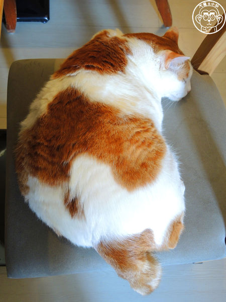 咖啡實驗室：呷飽祙【台北中正･咖啡實驗室Coffee lab】有萌貓駐店的咖啡廳