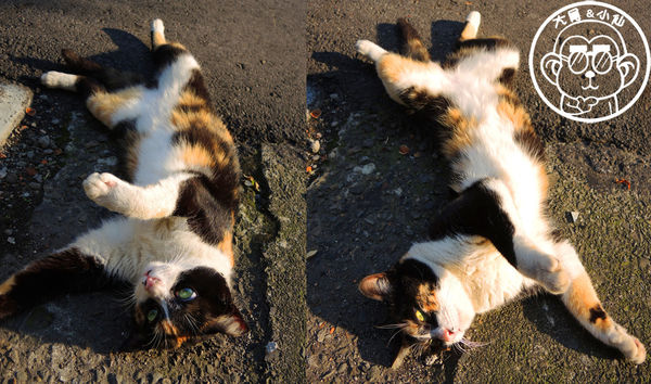 咖啡實驗室：呷飽祙【台北中正･咖啡實驗室Coffee lab】有萌貓駐店的咖啡廳