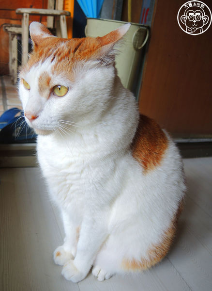 咖啡實驗室：呷飽祙【台北中正･咖啡實驗室Coffee lab】有萌貓駐店的咖啡廳