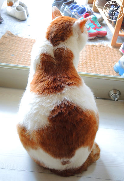 咖啡實驗室：呷飽祙【台北中正･咖啡實驗室Coffee lab】有萌貓駐店的咖啡廳