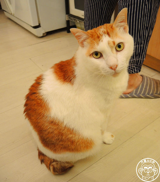 咖啡實驗室：呷飽祙【台北中正･咖啡實驗室Coffee lab】有萌貓駐店的咖啡廳