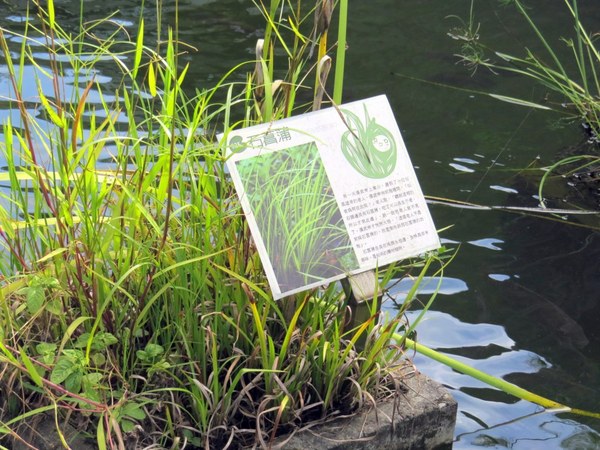 勝洋休閒農場：充滿生命能量的水草【宜蘭/勝洋休閒農場】