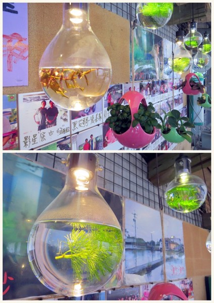 勝洋休閒農場：充滿生命能量的水草【宜蘭/勝洋休閒農場】