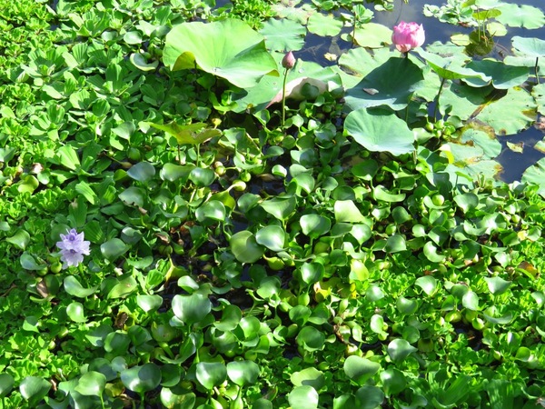 勝洋休閒農場：充滿生命能量的水草【宜蘭/勝洋休閒農場】