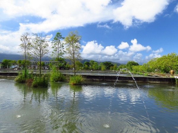 勝洋休閒農場：充滿生命能量的水草【宜蘭/勝洋休閒農場】