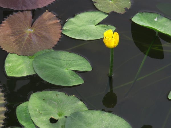 勝洋休閒農場：充滿生命能量的水草【宜蘭/勝洋休閒農場】