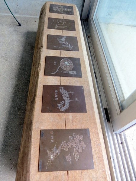 勝洋休閒農場：充滿生命能量的水草【宜蘭/勝洋休閒農場】