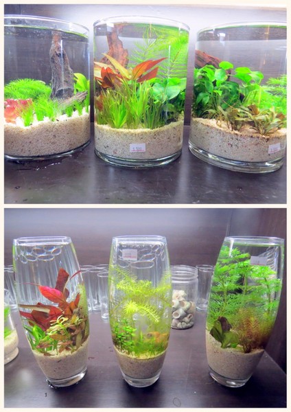 勝洋休閒農場：充滿生命能量的水草【宜蘭/勝洋休閒農場】