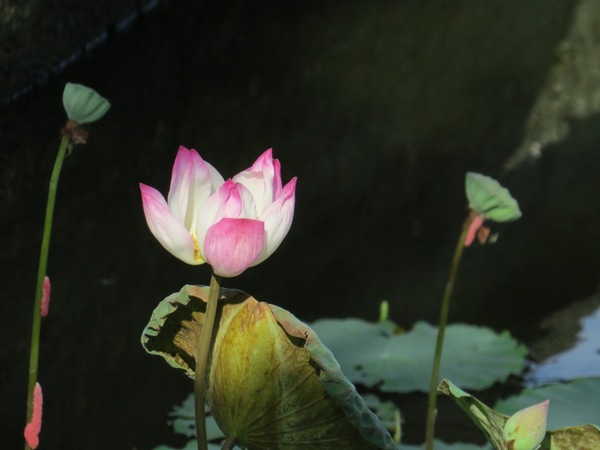 勝洋休閒農場：充滿生命能量的水草【宜蘭/勝洋休閒農場】