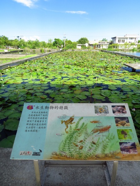 勝洋休閒農場：充滿生命能量的水草【宜蘭/勝洋休閒農場】