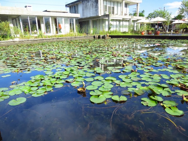 勝洋休閒農場：充滿生命能量的水草【宜蘭/勝洋休閒農場】